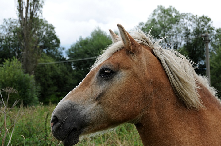 Kůň domácí (Equus caballus f. caballus) 