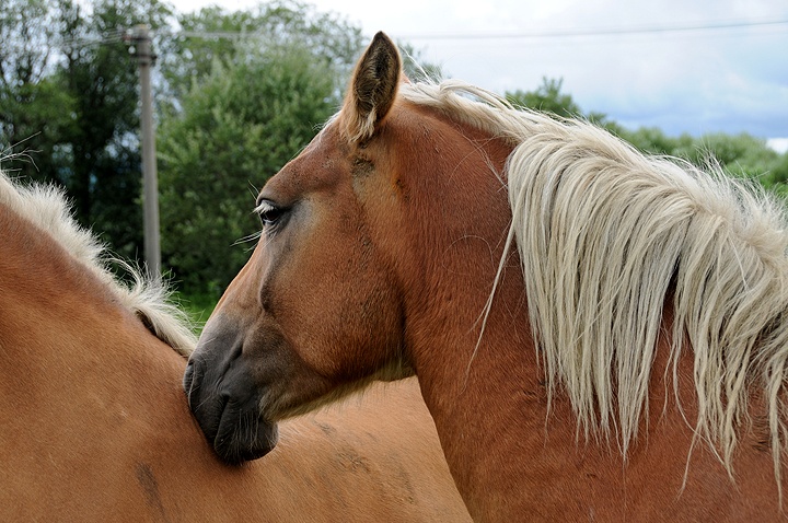 Kůň domácí (Equus caballus f. caballus) 