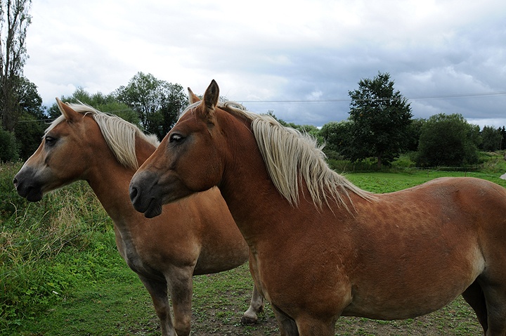 Kůň domácí (Equus caballus f. caballus) 