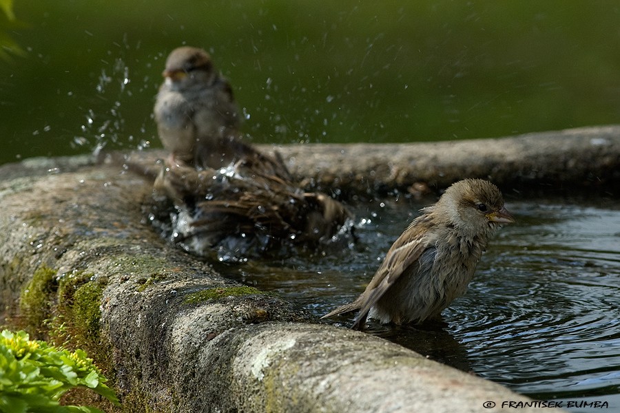 Vrabec domácí (Passer domesticus)